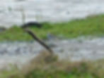 Motacilla alba