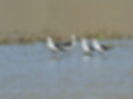 Himantopus himantopus