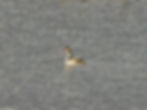 Podiceps cristatus