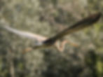 Ardea purpurea