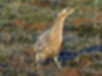 Botaurus stellaris
