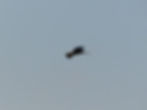 Milvus migrans