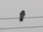 Falco vespertinus