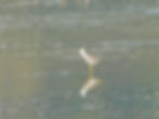 Tringa nebularia