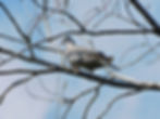 Columba palumbus