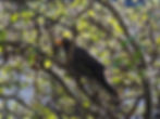 Turdus merula