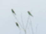 Merops apiaster