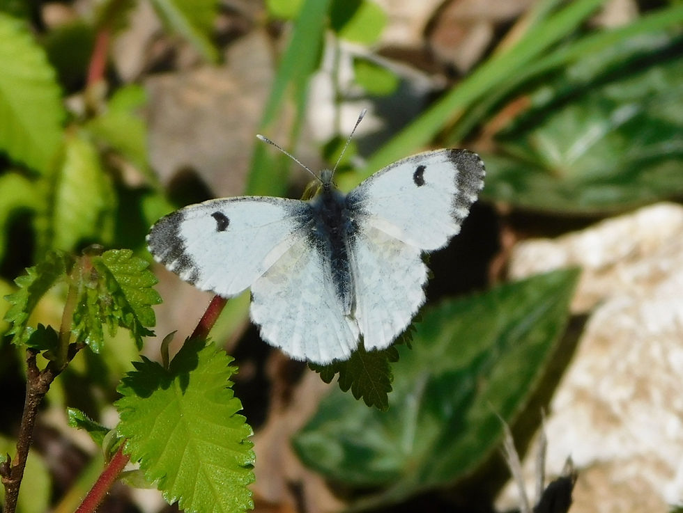 Anthocharis cardamines ♀