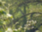 Nycticorax nycticorax