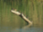 Actitis hypoleucos