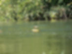 Actitis hypoleucos