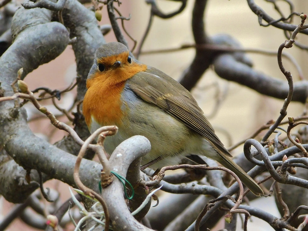 Erithacus rubecula