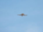 Falco tinnunculus