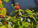 Phylloscopus collybita