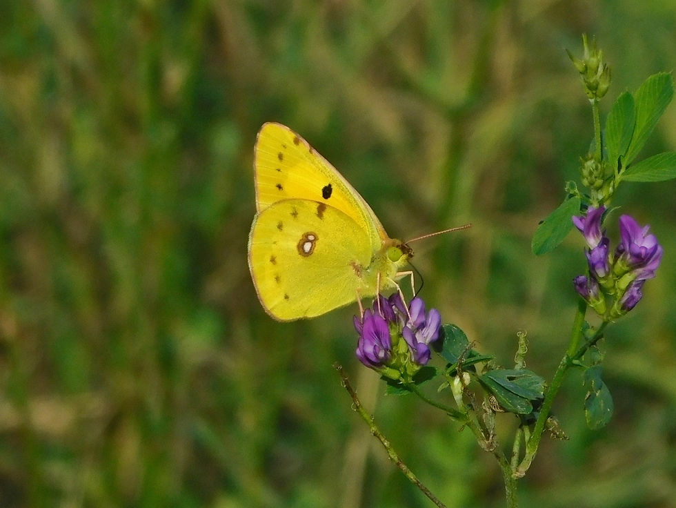 Colias crocea ♂