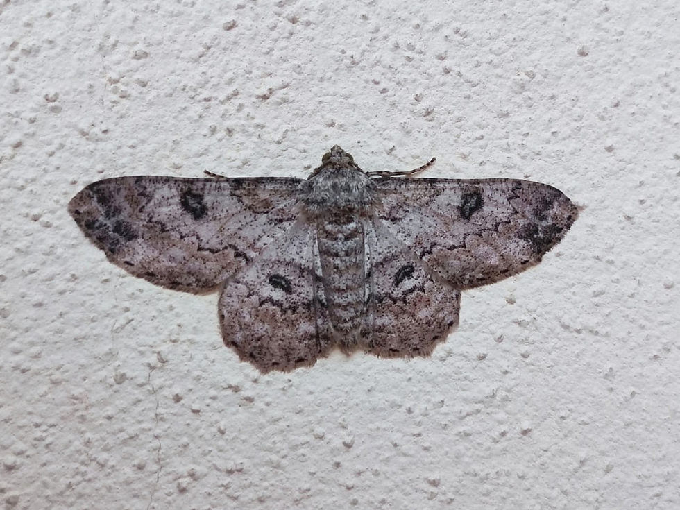 Ascotis selenaria ([Denis & Schiffermüller], 1775)