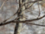 Poecile palustris