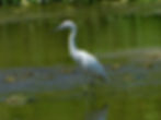 Egretta garzetta