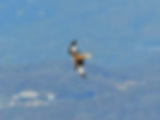 Milvus milvus