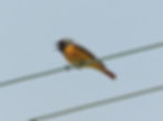Phoenicurus phoenicurus