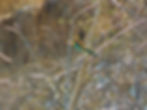 Merops apiaster