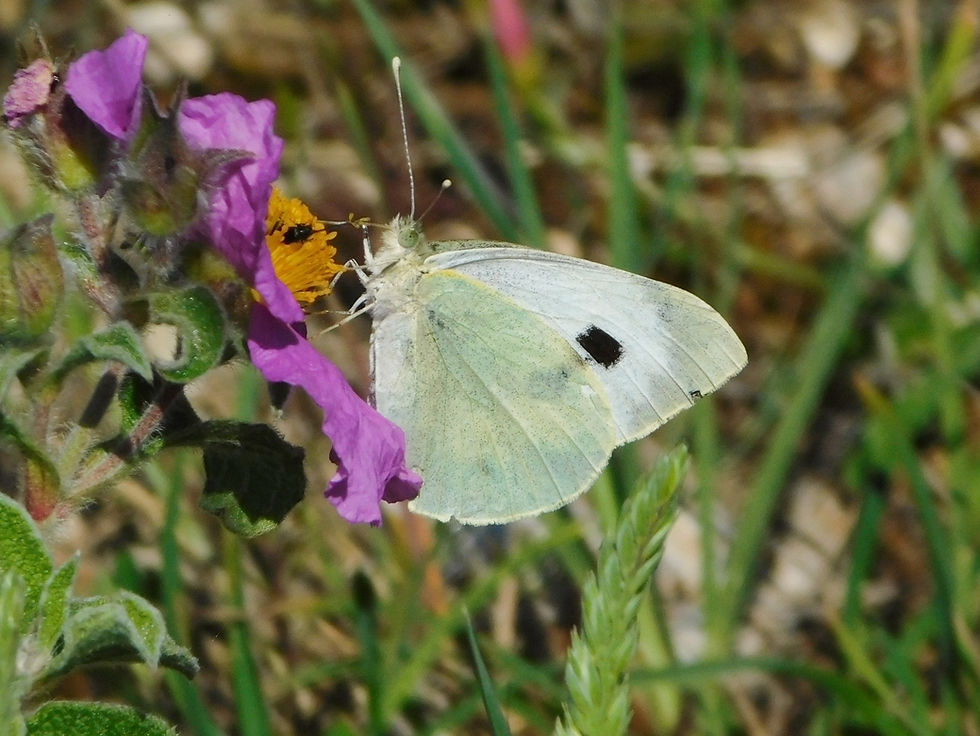 Pieris brassicae