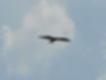 Circaetus gallicus