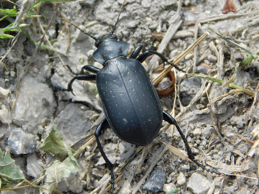 Calosoma maderae maderae