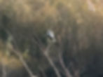 Lanius excubitor