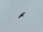 Corvus corax