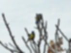 Parus major