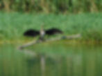 Phalacrocorax carbo