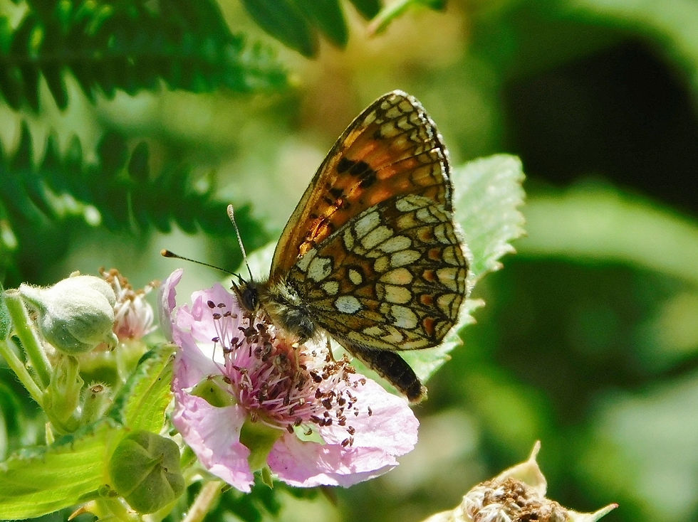Melitaea celadussa