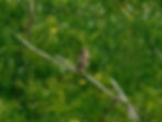 Saxicola rubetra