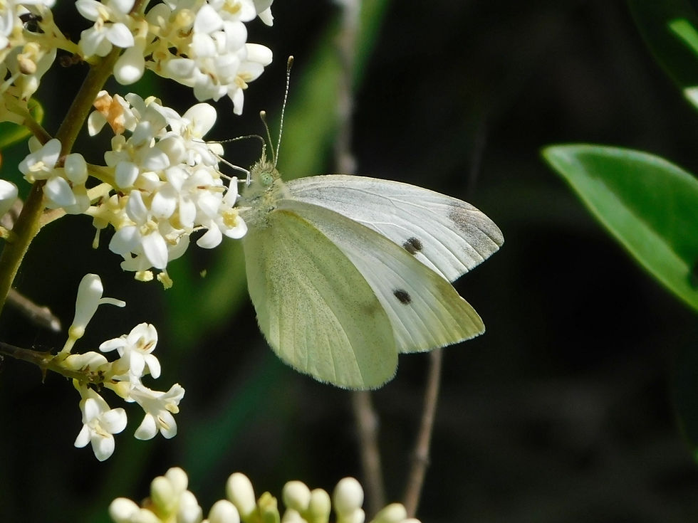 Pieris rapae