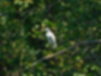 Egretta garzetta