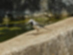 Motacilla alba
