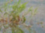 Acrocephalus arundinaceus