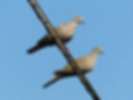 Streptopelia decaocto