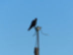 Pyrrhocorax pyrrhocorax