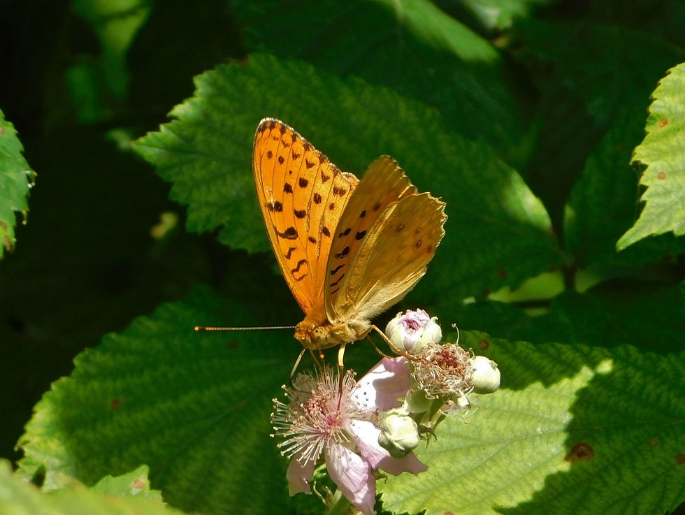 Argynnis adippe