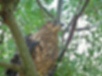 Accipiter gentilis