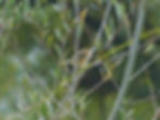 Cisticola juncidis