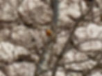Erithacus rubecula