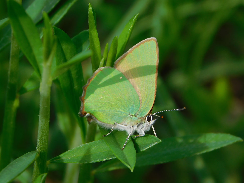 Callophrys rubi