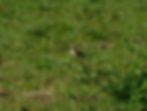 Lanius collurio