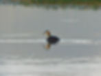 Podiceps cristatus