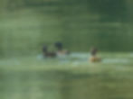 Anas platyrhynchos