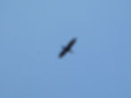 Phalacrocorax carbo
