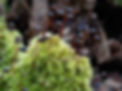 Brachythecium velutinum (Hedw.) Schimp..JPG
